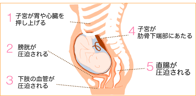 母体の変化
