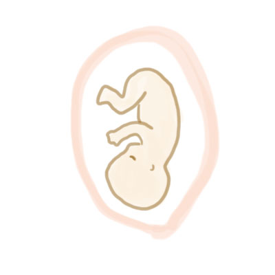 妊娠5ヶ月の赤ちゃん