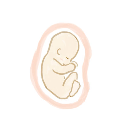 妊娠6ヶ月の赤ちゃん