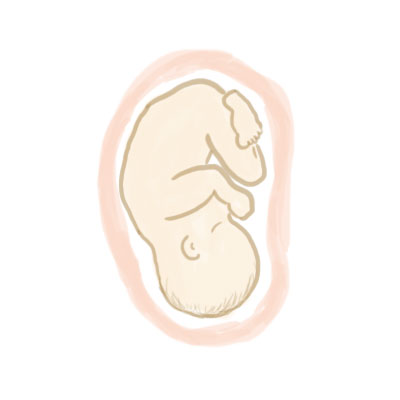 妊娠7ヶ月の赤ちゃん