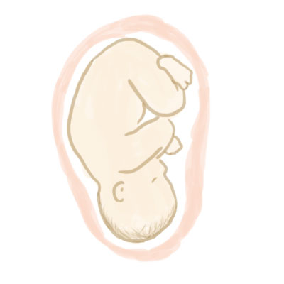 妊娠8ヶ月の赤ちゃん